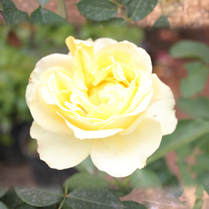 欧洲月季花苗黄色【托马斯】 花卉月季花苗 观赏大花浓香