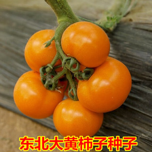 西红柿子番茄种子籽大黄柿子沙瓤黄色大番茄大棚陆地大面积种包邮