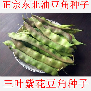 紫花油豆角种子