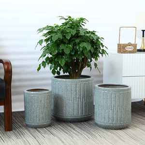 金钱树陶瓷花盆