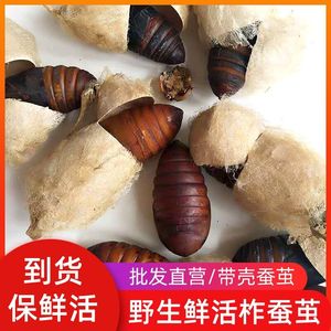 东北特产野生新鲜柞蚕带壳柞蚕蛹 大蚕茧 食用款 500g 1斤包邮