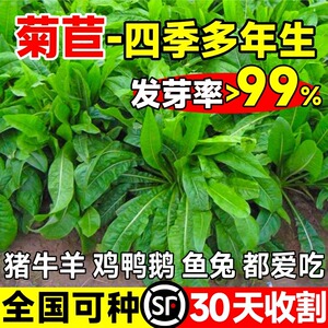 菊苣种籽大叶多年生兔子草种猪牛鱼鸡鸭鹅爱吃的养殖四季牧草种子