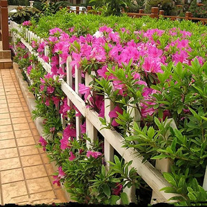 春夏西洋比利时杜鹃花卉小苗四季开花常青室外映山红树苗盆栽植物