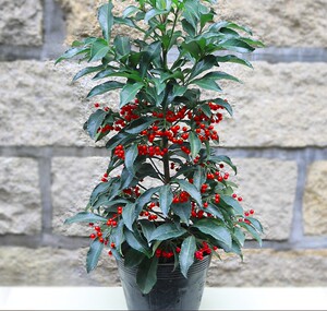 富贵子盆栽带果富贵籽盆景黄金万两植物金玉满堂花客厅花卉好养活