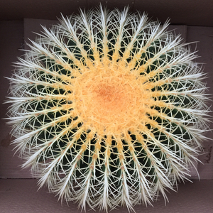 美虎仙人球盆栽超大金虎狂刺办公室多肉植物绿植花卉防辐射包邮