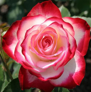 摩纳哥公爵月季花庭院切花玫瑰花苗阳台盆栽耐热抗病花会变色包邮