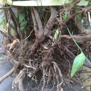 野生草药山大颜根叶九节根山大刀根刀枪木1000克包邮根部