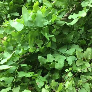 野生草药材深山草药海金沙 金沙藤新鲜500克包邮