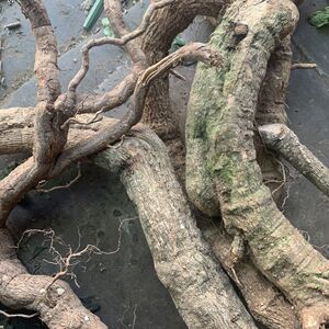 涂藤头生草药狗头藤杜藤白花鸡屎藤甜茶新鲜500克