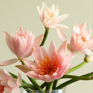 蓝莲花鲜花睡莲花束花瓶插花鲜切花供佛花室内插花水养基地现采