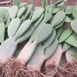 米邦塔可食用仙人掌盆栽带根防辐射大型多肉室内植物美容药用外敷