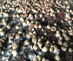 草菇食用菌菌种草菇菌种v971一级二三级种母种原种栽培种菌种菌包