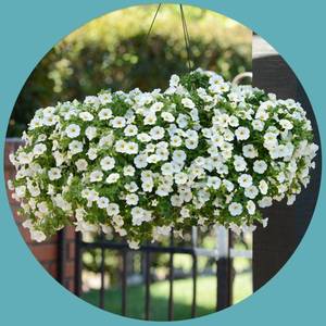 进口舞春花种子百万小铃春播四季秋季播室内阳台盆栽易种花卉花籽