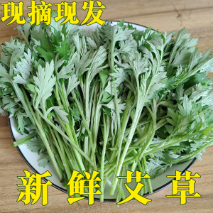 新鲜野生艾草叶青团糍粑精选可食用嫩艾尖发货艾苗整棵晒干_阿里巴巴