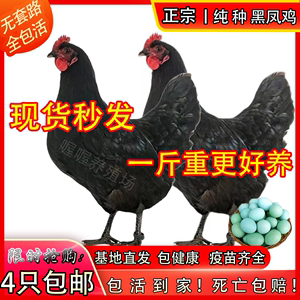 一斤黑凤鸡高产蛋绿壳五黑鸡待产蛋活鸡活的农家散养绿壳蛋鸡土鸡
