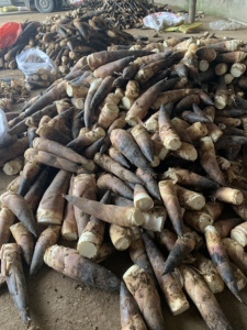 哺鸡笋羊毛笋新鲜雷笋雷竹笋油焖笋野生现挖春笋短胖富阳临安笋