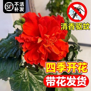 扶桑花盆栽重瓣带花苞红色朱槿室内阳台庭院四季花卉绿植木槿树苗