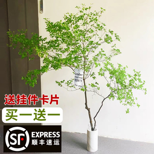 【买一送一】美男树日本吊钟马醉木植物水培鲜切枝室内好养活绿植