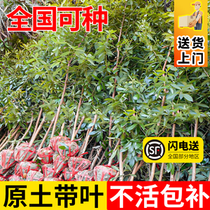 金丝楠木树苗正宗十大庭院名贵小叶桢楠木树苗盆栽南北方种植大树