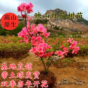 双季映山红树苗当年开花毛杜鹃花苗南方北方种植抗寒抗冻映山红苗