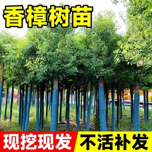 香樟树苗大树樟木庭院绿化四季常青南北方种植小叶龙脑樟驱蚊盆栽