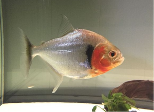 精品加拉辛水虎鱼辛古秘鲁普黑黑食凶猛中大型s属观赏鱼热带水族