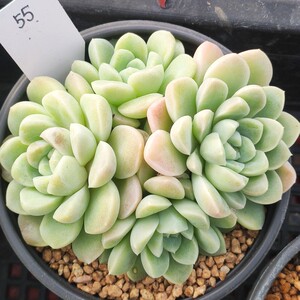 [小五子园艺]奶油美人多肉植物 一物一拍