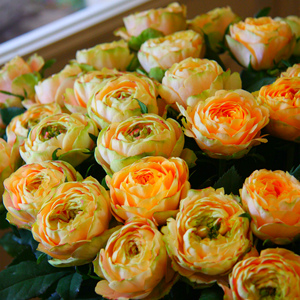 浪漫太阳神 新品月季花苗欧月丰花多季开花欧洲月季花苗-许木木