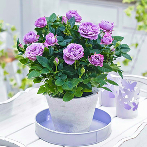 拉米炫耀 阳台微型月季淡紫色丰花勤花抗病开花机器花量大-许木木