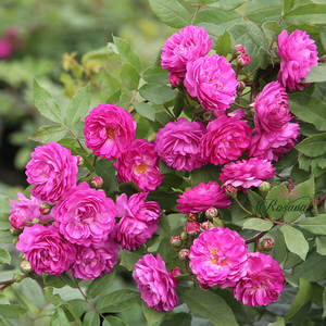 葡萄园之歌月季