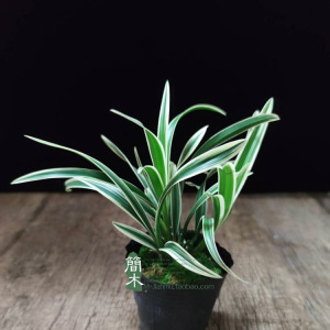 神童冠兰花名贵建兰迷你金边兰花草盆栽花卉矮种开花四季室内植物