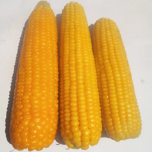 新鲜老玉米传统笨玉米棒老品种普通黄玉米不粘不甜有嚼劲