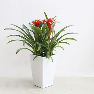 武汉绿植红鸿运当头红星盆栽,开业前台家庭公司送礼花卉红星盆景