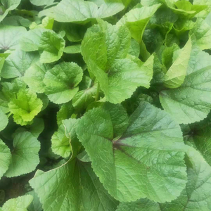 苋菜新鲜冬苋菜