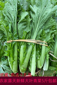 四川特产农家新鲜露天疏菜大叶青菜米汤菜5斤泡酸菜泡菜原料食用