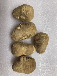 野生穿破石 化结石 穿石王 川破石 破石雷 破结石中药材500克