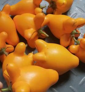 新鲜黄金果五代同堂果五奶果五指茄五子登科乳茄吉祥如意散果