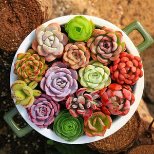 松江多肉植物园口妍韩国进口花卉盆栽植物组合植物盆绿植肉进净化