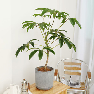 日本大叶伞大绿植室内客厅阳台大盆栽简约风格耐阴大型植物北欧风
