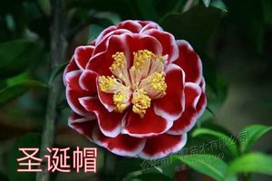 新品【圣诞帽】茶花小苗盆栽原生扦插长势旺盛美观漂亮庭院绿植美