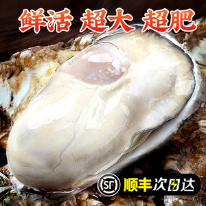 乳山生蚝鲜活5斤海鲜水产特大海蛎子牡蛎商用批发10斤官方旗舰店