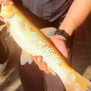 怡杰he宝贝淘宝俄罗斯金草鱼 金草鱼苗 金丝鲩鱼苗 草鱼苗 顺丰包邮