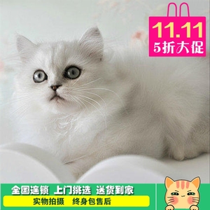 银色金吉拉