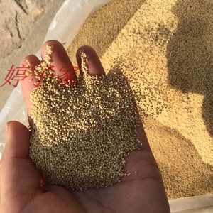 临县特产老兰红千穗谷千谷米籽粒苋高蛋白可食用爆米花包粽子500g