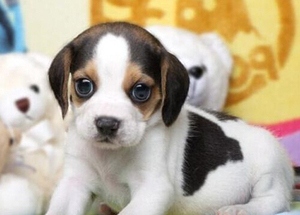 比格犬活体幼犬纯种米格鲁宠物狗狗宠物犬家养中型犬短毛呆萌小狗