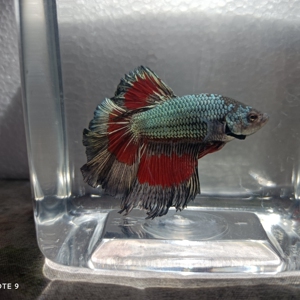 半月泰斗 小型淡水热带鱼