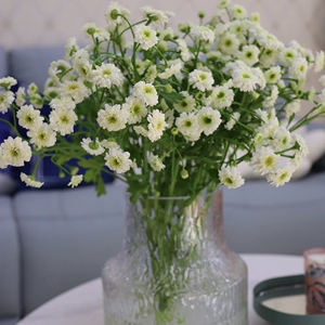 重瓣洋甘菊小女孩昆明基地直发婚礼室内水养插花办公室母亲节情人