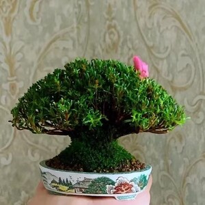 早乙女小町杜鹃 姬丁香盆景素材室内书房阳台盆栽摆放观叶植物