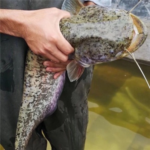 大口鲶鱼苗凶猛捕食性肉食鱼类杂鱼克星淡水活体养殖水花小鱼苗