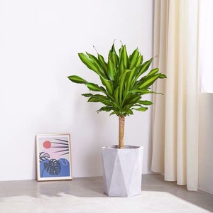 也门铁金边巴西铁树盆栽香龙血树室内大型植物客厅绿植花卉木植物